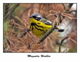 Magnolia Warbler