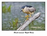 Black-crowned Night-Heron