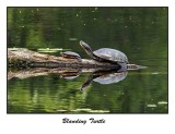 Blanding`s Turtle