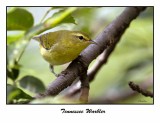 Tennessee Warbler