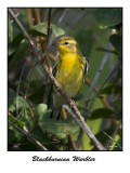 Blackburnian Warbler