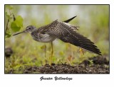 Greater Yellowlegs