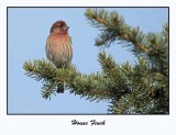 House Finch