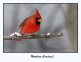 Northern Cardinal