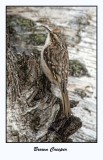 Brown Creeper