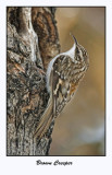 Brown Creeper