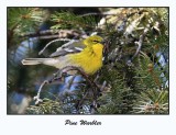 Pine Warbler