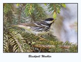 Blackpoll Warbler