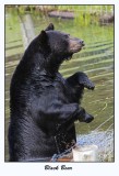 Black Bear