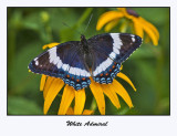 White Admiral