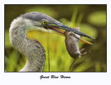 Great Blue Heron