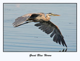 Great Blue Heron