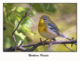 Northern Parula