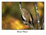 Hermit Thrush