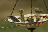Bowl_Of_Finches_0064.jpg