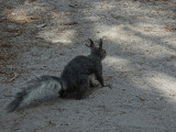 43-BandolierAbertsSquirrel-DSCN1032.jpg