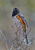 DSC_8671a.jpg