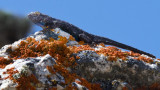 DSC_1597a.jpg