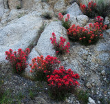 DSC_2581a.jpg
