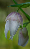 DSC_2952a.jpg