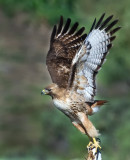 DSC_4490a.jpg