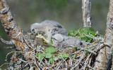 DSC_4517a.jpg
