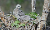 DSC_4579a.jpg