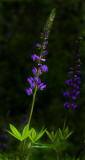 DSC_4990a.jpg