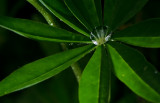 DSC_5089a.jpg