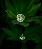 DSC_5108a.jpg