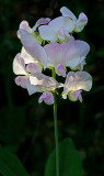 DSC_3258ab.jpg