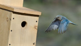 DSC_8376a.jpg