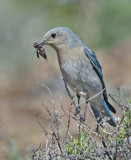 DSC_8426a.jpg