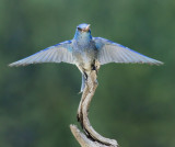DSC_8799a.jpg