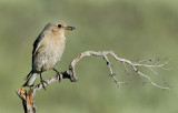 DSC_990029a.jpg