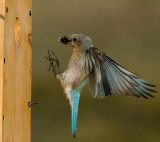 DSC_1347a.jpg