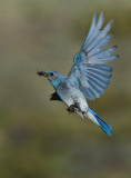 DSC_1450a.jpg