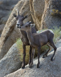 DSC_4274a.jpg