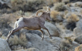 DSC_4346a.jpg