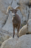 DSC_4430a.jpg