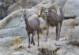 DSC_4527a.jpg