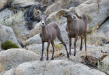 DSC_4532a.jpg