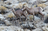 DSC_5015a.jpg