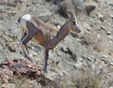DSC_5981a.jpg