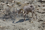 DSC_6169a.jpg