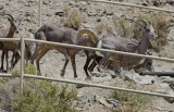 DSC_6278a.jpg