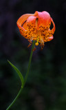 DSC_2600a.jpg