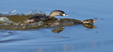 DSC_3488a.jpg