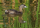 DSC_3497a.jpg