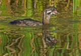 DSC_3526a.jpg